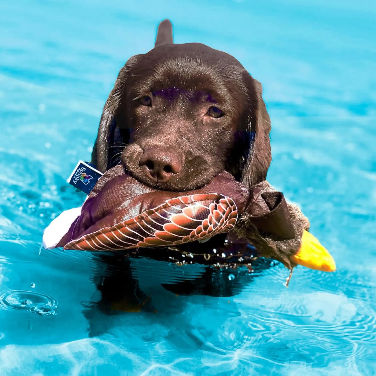 Fly & Fetch Eagle