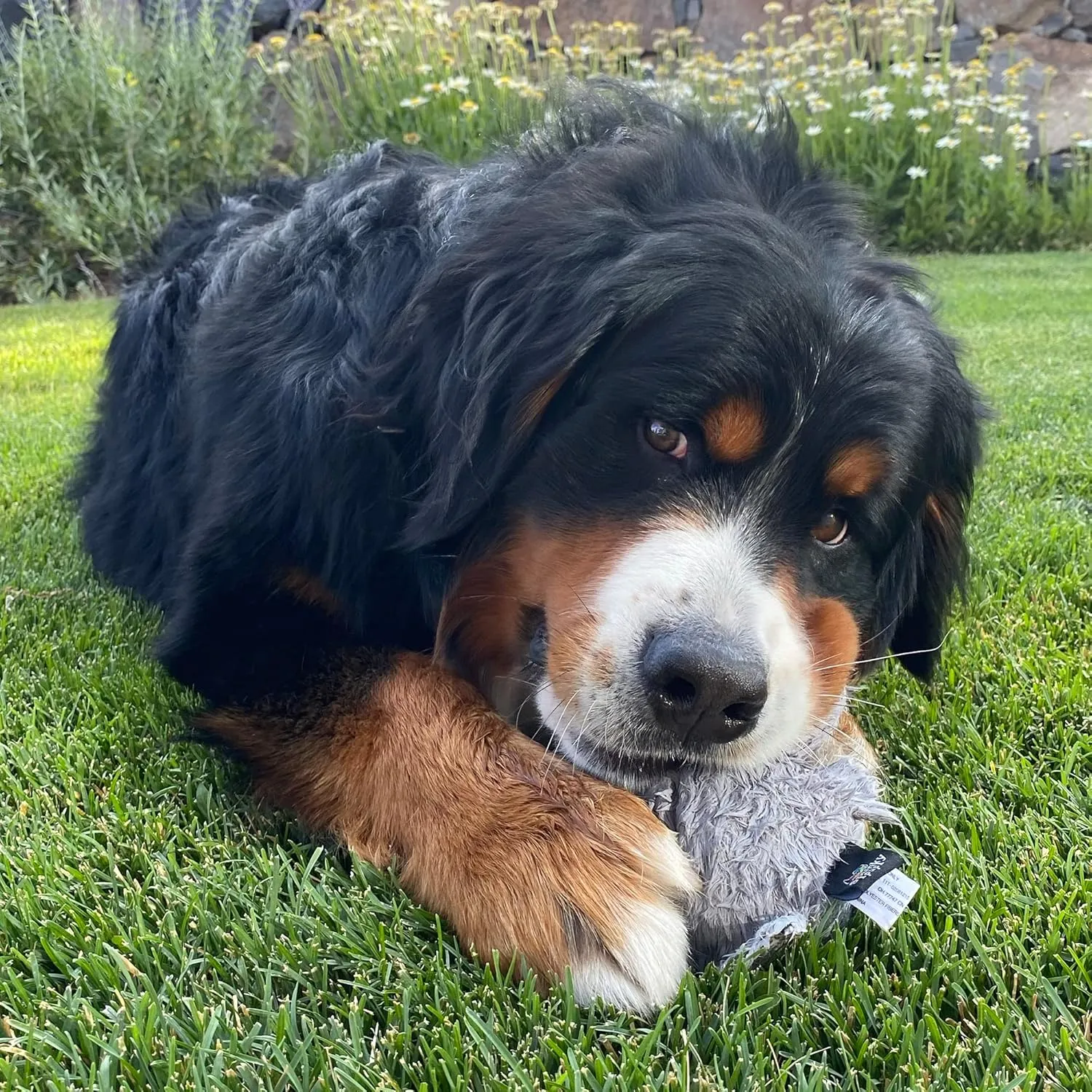 Furry Friends Hippo with Ball Squeaker