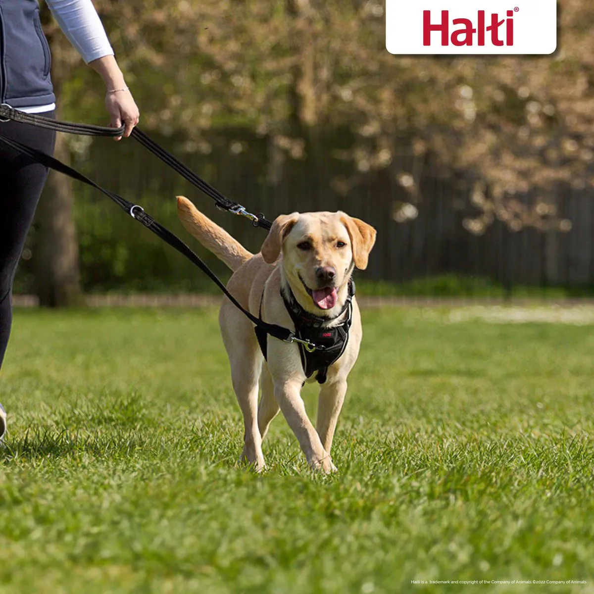 HALTI Training Lead - Black