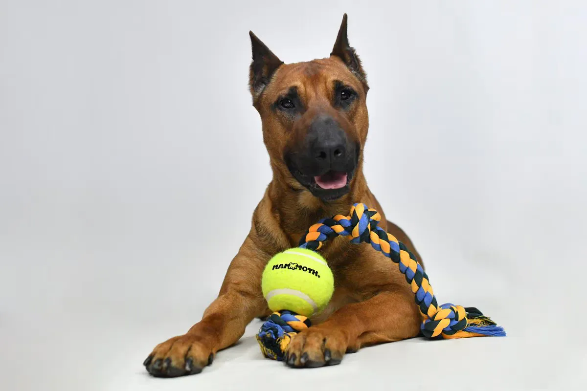 Flossy Chew 3 Knot Tug w/ 3" Tennis Ball - Medium